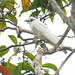 Black-tipped Cotinga - Photo (c) Josh Vandermeulen, some rights reserved (CC BY-NC-ND), uploaded by Josh Vandermeulen