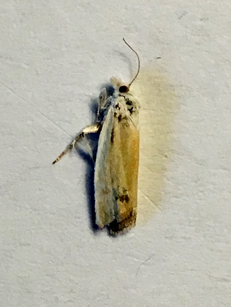 Eucosma segregata