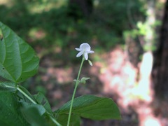Hylodesmum pauciflorum