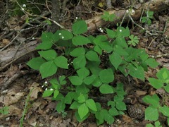 Hylodesmum pauciflorum