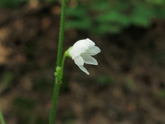 Hylodesmum pauciflorum