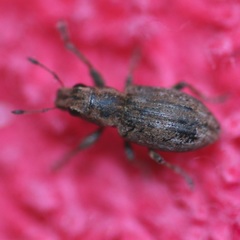 Sitona lepidus
