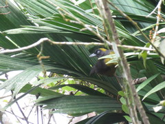 Mitrospingus cassinii