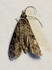 Eudonia spenceri