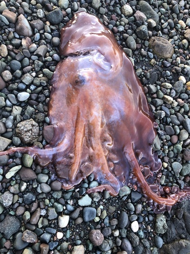 Seven-armed Octopus