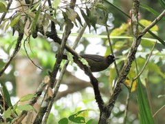 Mitrospingus cassinii