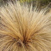 Red Tussock Grass - Photo (c) Doug Bridge, some rights reserved (CC BY-NC), uploaded by Doug Bridge