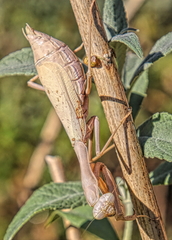 Mantidae