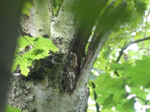 View observation of {o.common_name} on iNaturalist