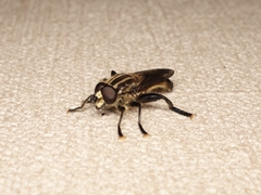 Orthoprosopa bilineata