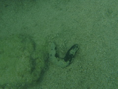 Holothuria atra