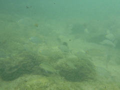 Haemulon scudderii