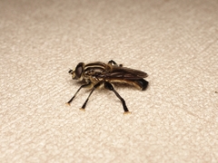 Orthoprosopa bilineata