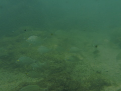 Haemulon scudderii