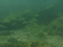 Haemulon scudderii
