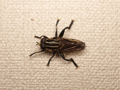 Orthoprosopa bilineata