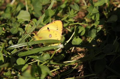 Žltáčik ranostajový (Colias hyale)