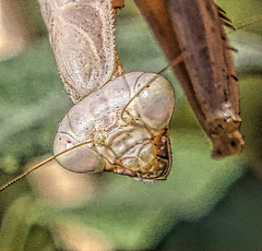 Mantidae