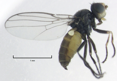Dicraeus tibialis