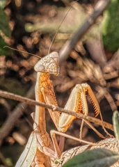 Mantidae