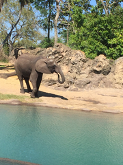 Elephantidae