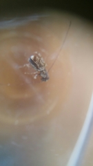Anthribinae