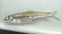 Oceanic Anchovy photo 2