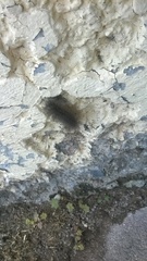 Lepidoptera