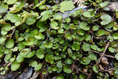 Viola filicaulis