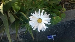 Asteraceae