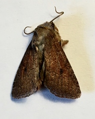 Protorthodes curtica