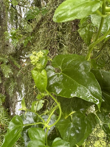 Florida valerian (Valeriana scandens)