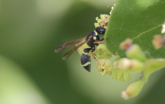 Hypodynerus tuberculiventris