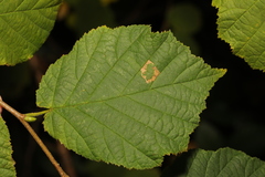 Phyllonorycter nicellii
