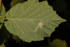 Phyllonorycter nicellii