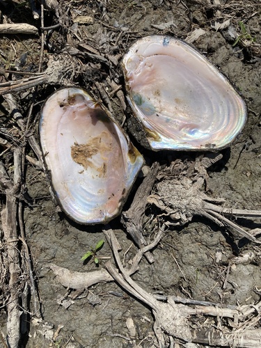 Potamilus alatus