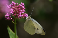 Pieris brassicae