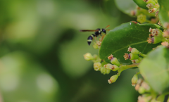 Hypodynerus tuberculiventris