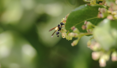 Hypodynerus tuberculiventris