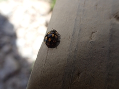 Coccinella leonina