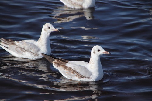 Brown-headed Gull