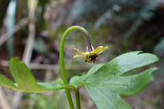 Anemonastrum tenuicaule