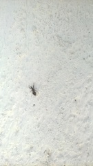 Insecta