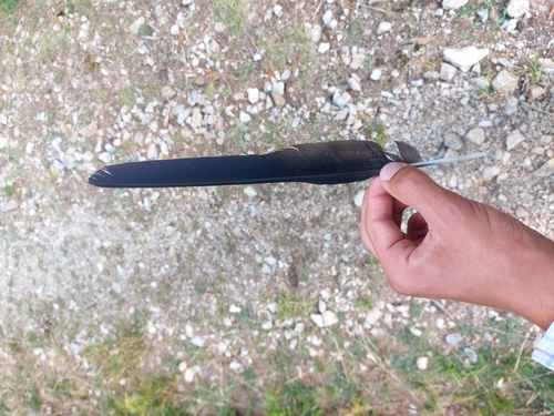Plume de Chocard à bec jaune