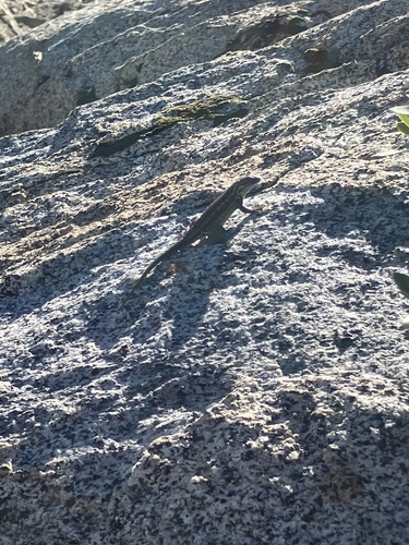 iNaturalist observation photo of Spiny Lizards