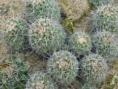 Coryphantha clavata clavata