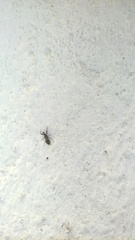 Insecta