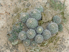 Coryphantha clavata clavata