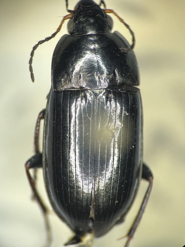 Amara impuncticollis