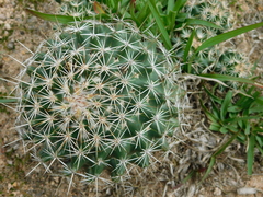 Coryphantha clavata clavata